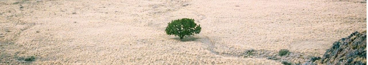 Unregistered Land solicitors: A bush in a desert